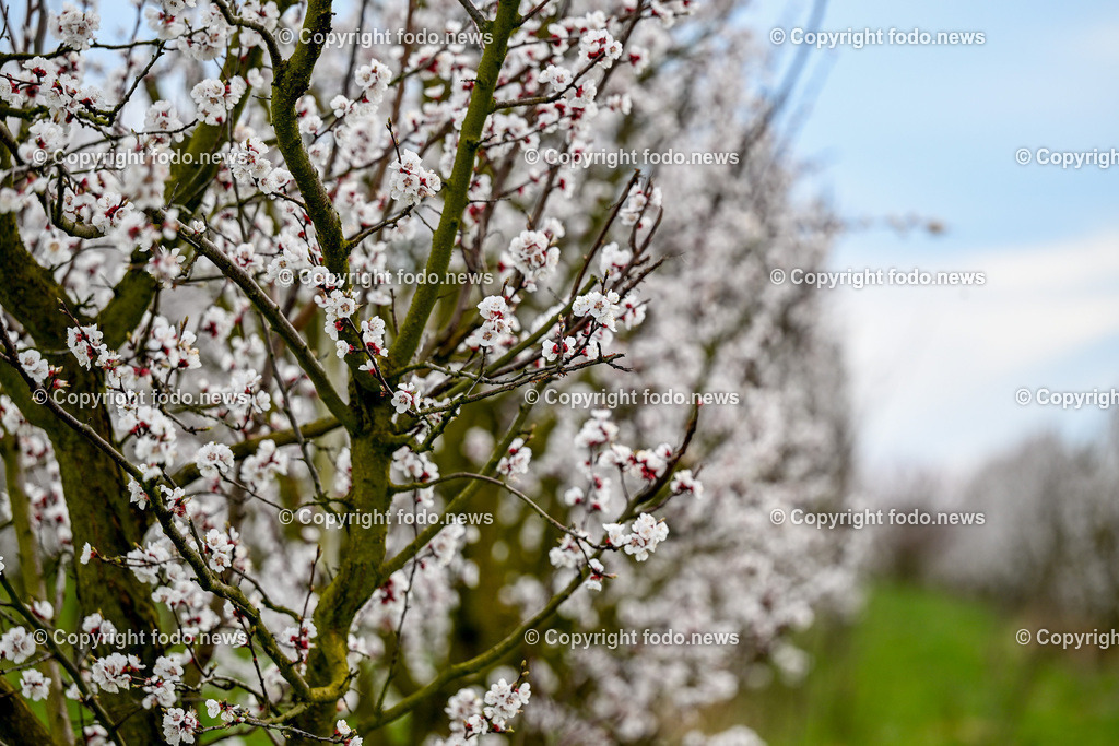 Marillenbluete Niederneukirchen_ 21.03.2024-7 | 21.03.2024, Niederneukirchen, AUT, Marillenbluete, im Bild Marillenbluete, Baeume, Blueten, Knospen, Marillen, Fruechte, Obst, Obstbauer, Fruehling