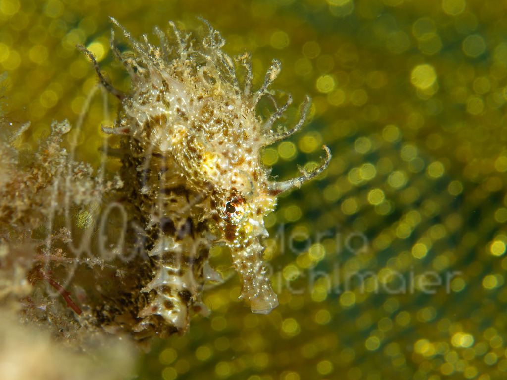 Hippocampus guttulatus | "Rocky" Langschnäuziges Seepferdchen / Cast: Caballito de mar moteado, Fr: Hippocampe moucheté. Eng: Long-snouted seahorse - Realisiert mit Pictrs.com