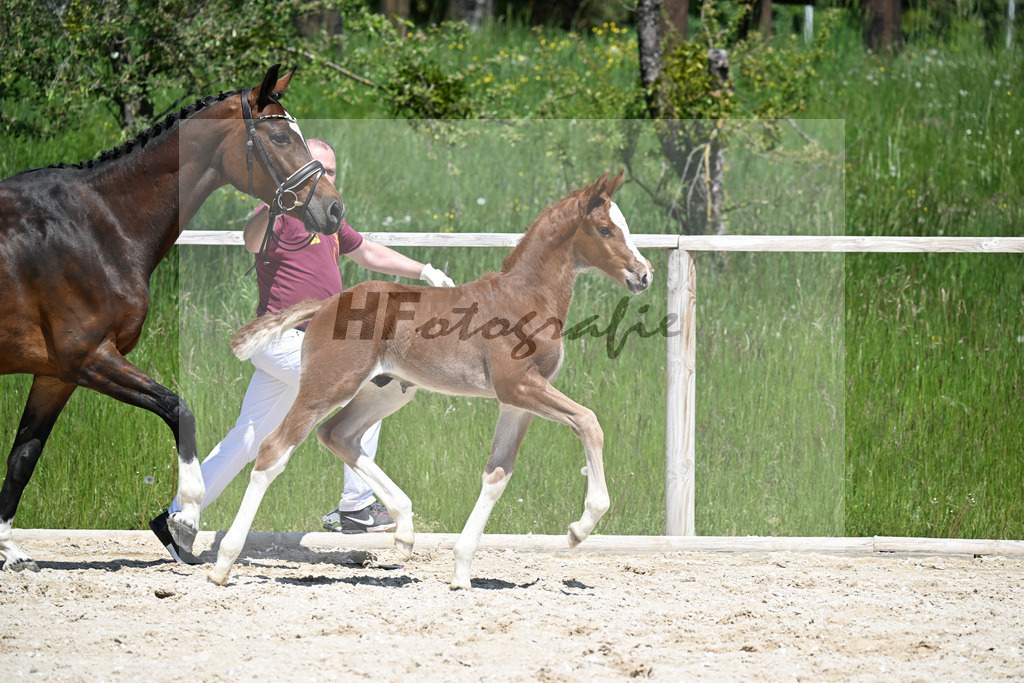 Esmeraldo x Comte_HF_Knott_10250480 | hf-fotografie - Realizzato con Pictrs.com