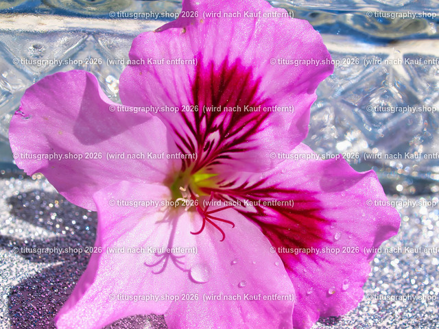 titusgraphy_P7127670-vz-ln | titusgraphy-shop: Geschenkideen mit Qualitätsfotos. titusgraphy-shop: gift ideas with quality photos. titusgraphy-shop: idées cadeaux avec photos de qualité.  - Realisiert mit Pictrs.com