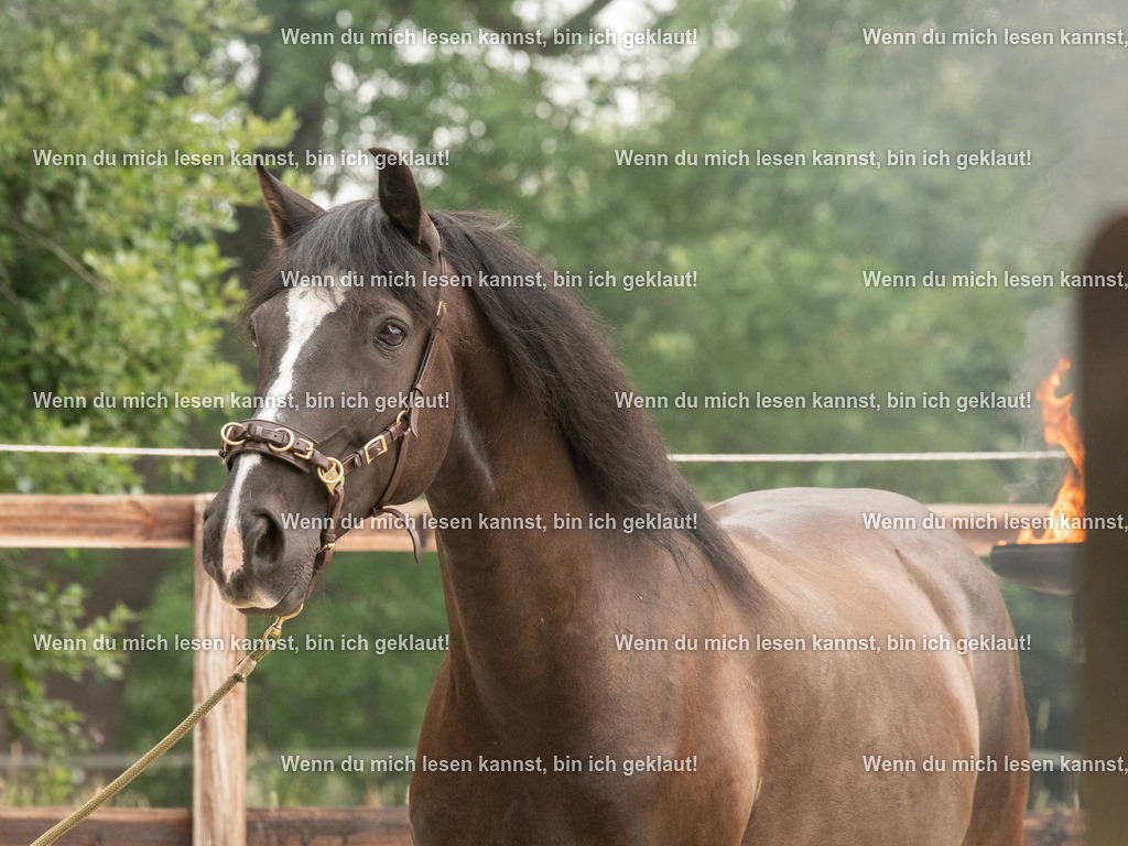 598A8058 | photographylinaismer - Realisiert mit Pictrs.com