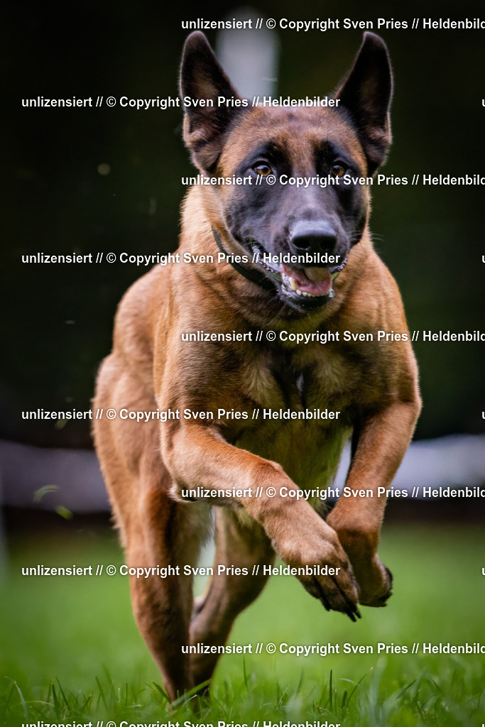 Sven Pries | 2024-10-19 - Hunderennen Ober-Grombach - Realisiert mit Pictrs.com