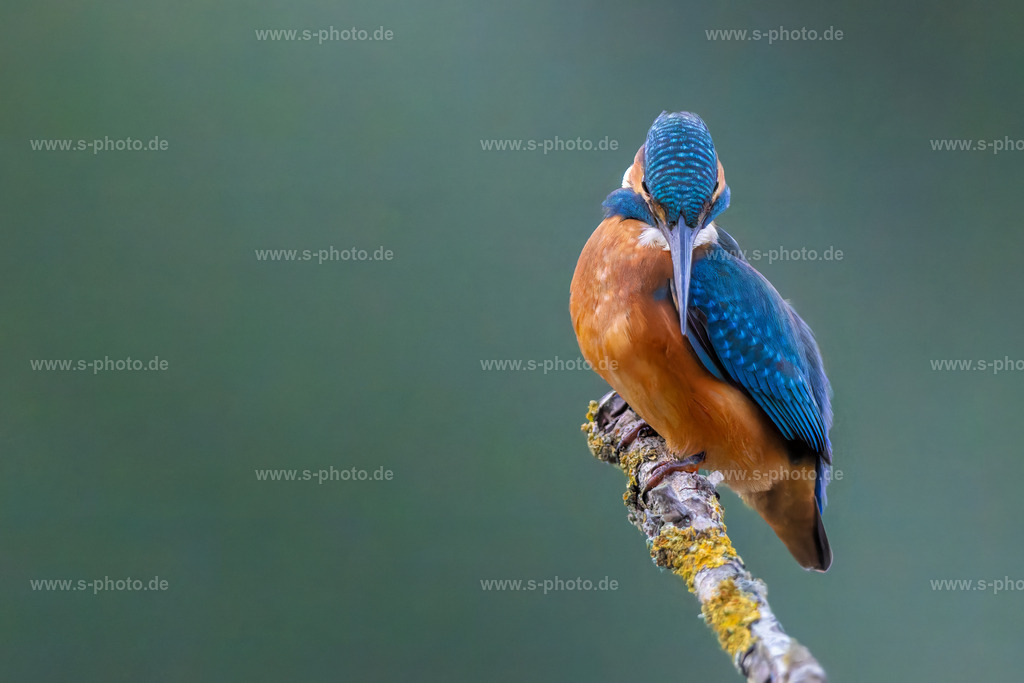 Eisvogel | Alcedo atthis, der gemeine Eisvogel. Hier in seiner Model-Posing Haltung... (macht er immer, sobald er einen Fotografen entdeckt" - Realisiert mit Pictrs.com
