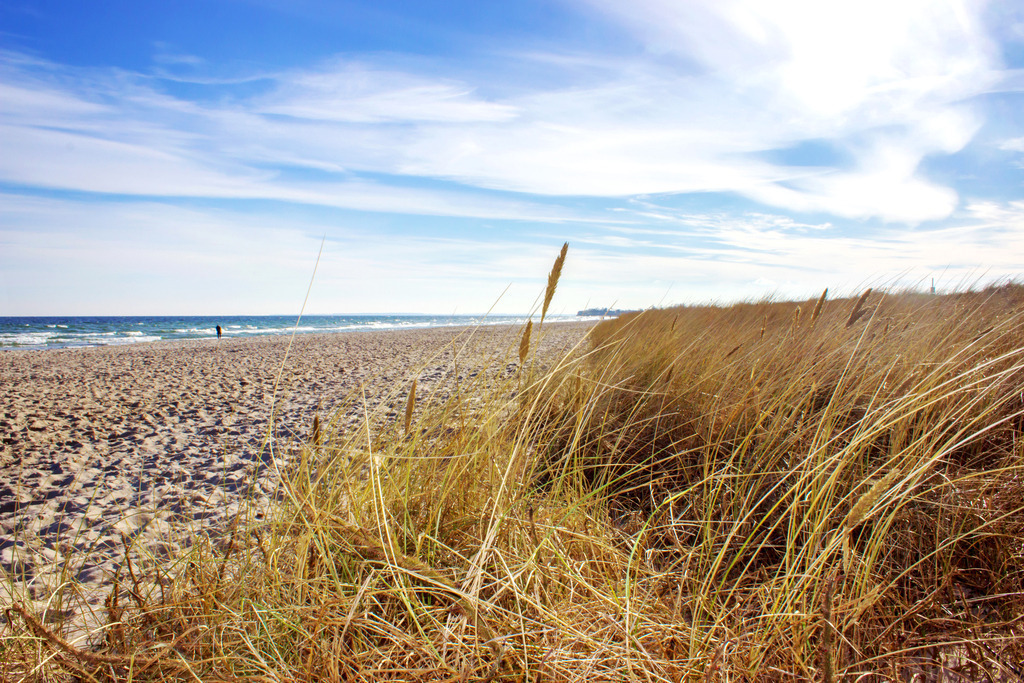 Wandbild: Winterlicher Weidefelder Strand | Dieses beeindruckende Wandbild im Querformat fängt die winterliche Stimmung am Weidefelder Strand ein. Hoher Strandhafer ragt im Vordergrund bis in den Himmel, während der Sandstrand ruhig im Hintergrund liegt. Ideal für Ihr Zuhause oder Büro, bringt dieses Bild eine ruhige und erholsame Küstenatmosphäre in jeden Raum. - Realisiert mit Pictrs.com