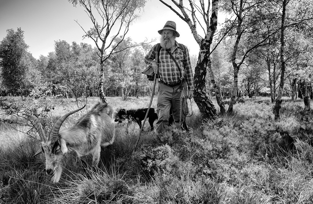 wanderschaefereien-schleswig-holstein-038 | An einem heißen Sommertag zieht John Kimmel mit seiner Herde durch das Dosenmoor bei Neumünster. Dieses Naturschutzgebiet ist das größte und am besten erhaltene Hochmoor in Schleswig-Holstein. - Realisiert mit Pictrs.com