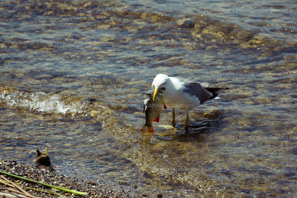 Möwe frisst roten Fisch | Willkommen im Shop von Photography Sascha Staub. Hier findest du alle Fotos und Medieninhalten von Sascha Staub. In diesem Shop kannst du Lizenzen zu den Fotos, Drucke und Gutscheine für den Shop erwerben.  - Realisiert mit Pictrs.com