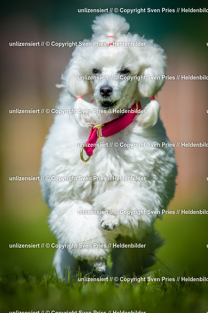 Hunderennen_April_2026_528 | 2026-04-26 - Hunderennen Baden-Oos April 2026 - Realisiert mit Pictrs.com