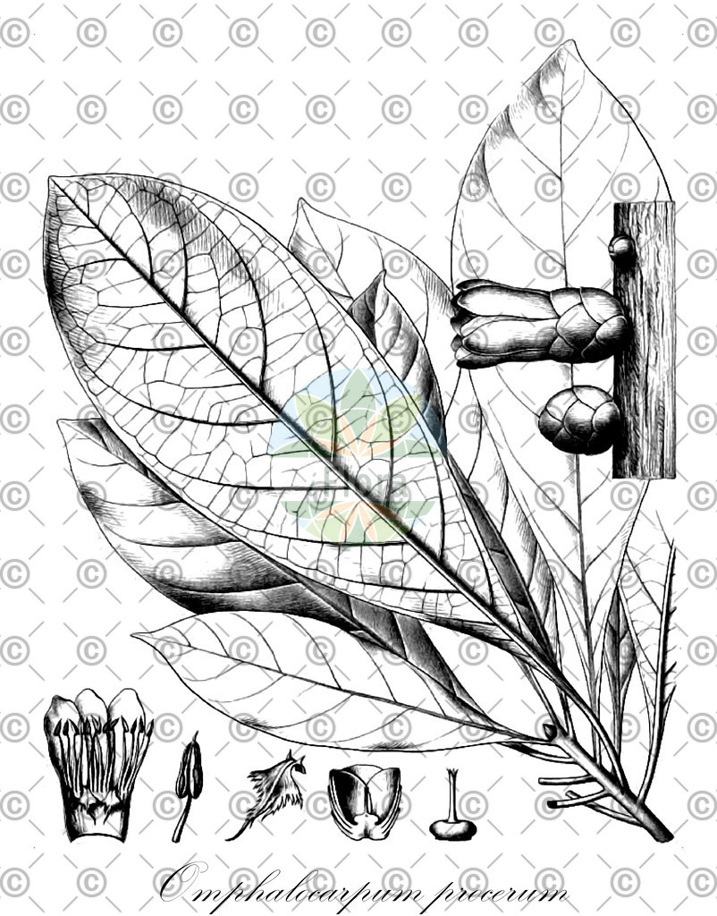 HistAbb_3903_1_FLORAD_SIMPLE | Historische Abbildung von Omphalocarpum procerum - Sapotaceae | Historical Illustration of Omphalocarpum procerum - Sapotaceae