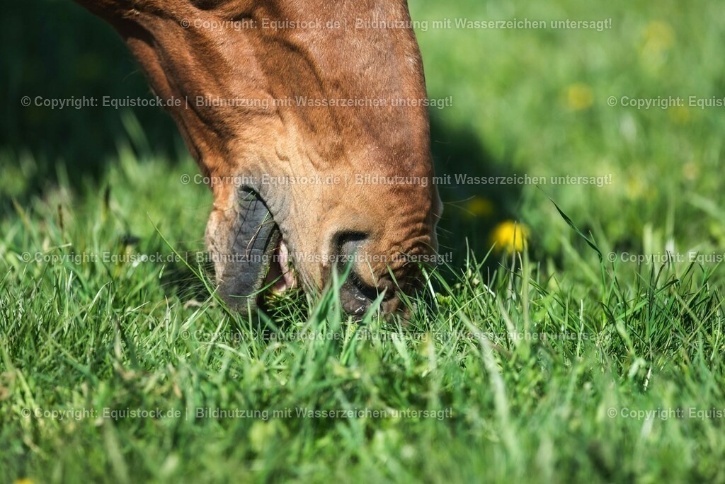 20210426_Pferd-auf-Koppel_0113 | equistock