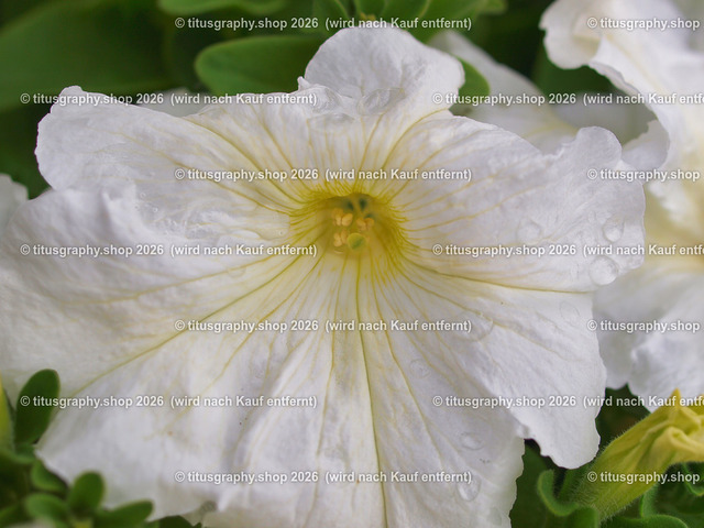 titusgraphy-P6100499_var-115 | Fotokunstarbeit aus der INSTAGRAM-Gallerie auf titusgraphy.eu - Realisiert mit Pictrs.com