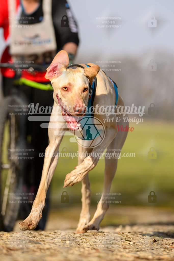 MompixPhotography_6ReiatRennen2026_SA_HappyDog-132 | PayLife