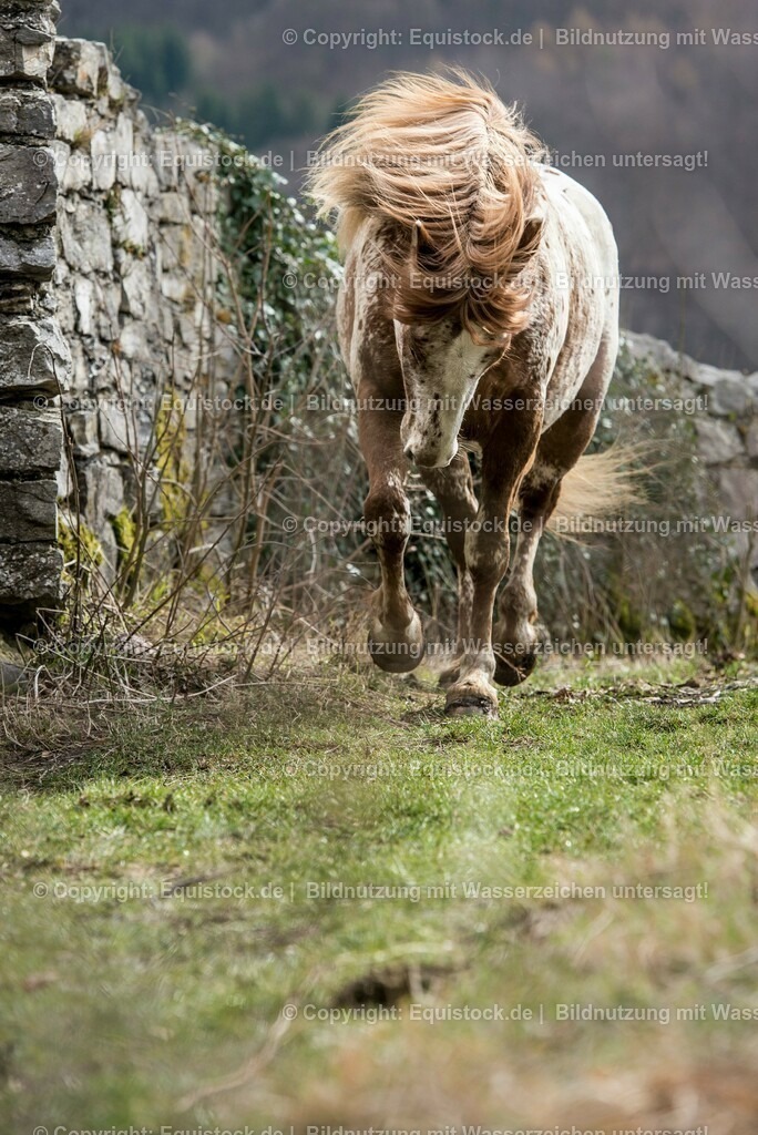 20150405_TOMsPiC_0082 | equistock
