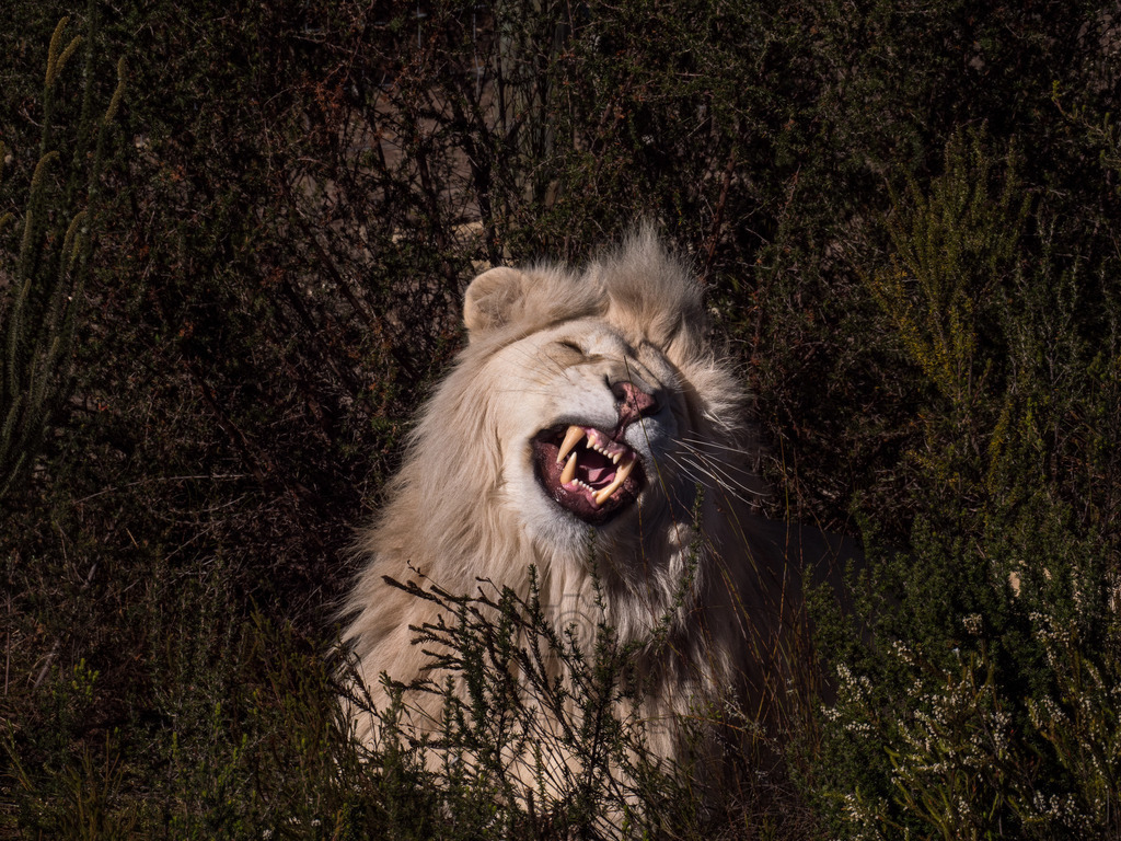 PANA3073-LR | Natur im Moment - Realisiert mit Pictrs.com