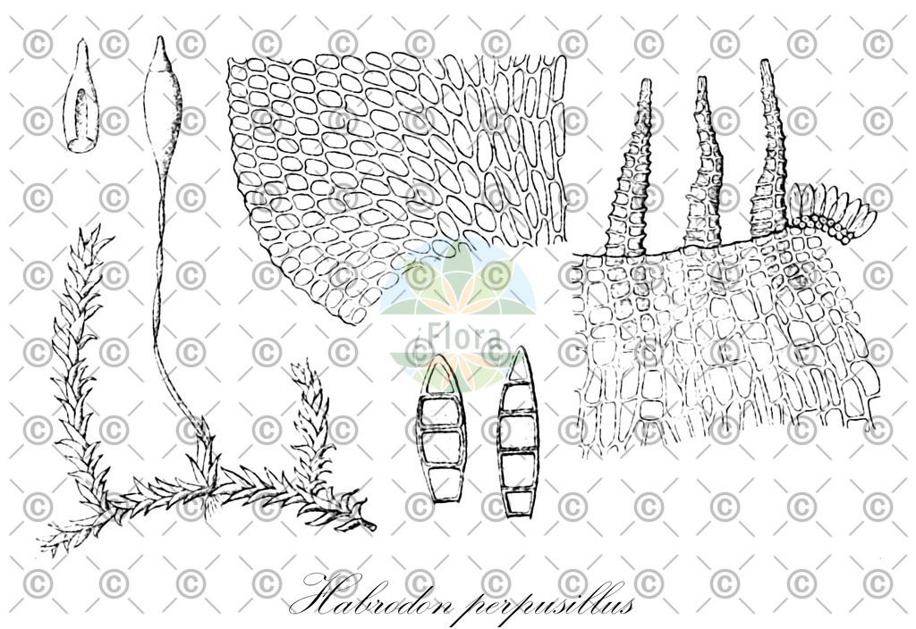 HistAbb_EMP_110456_4_FLORAD_SIMPLE | Historische Abbildung von Habrodon perpusillus - Habrodontaceae | Historical Illustration of Habrodon perpusillus - Habrodontaceae