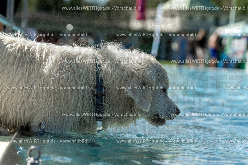 Hundeschwimmen_Volksbad_2026-allesWIRTHgut_Tierfotografie-2609061307-121735-7R500519 | Professionelle Tierfotografie in Mönchengladbach von Daniel Wirth (allesWIRTHgut). Liebevolle & natürliche Bilder von Hunden & Katzen für unvergessliche Erinnerungen.