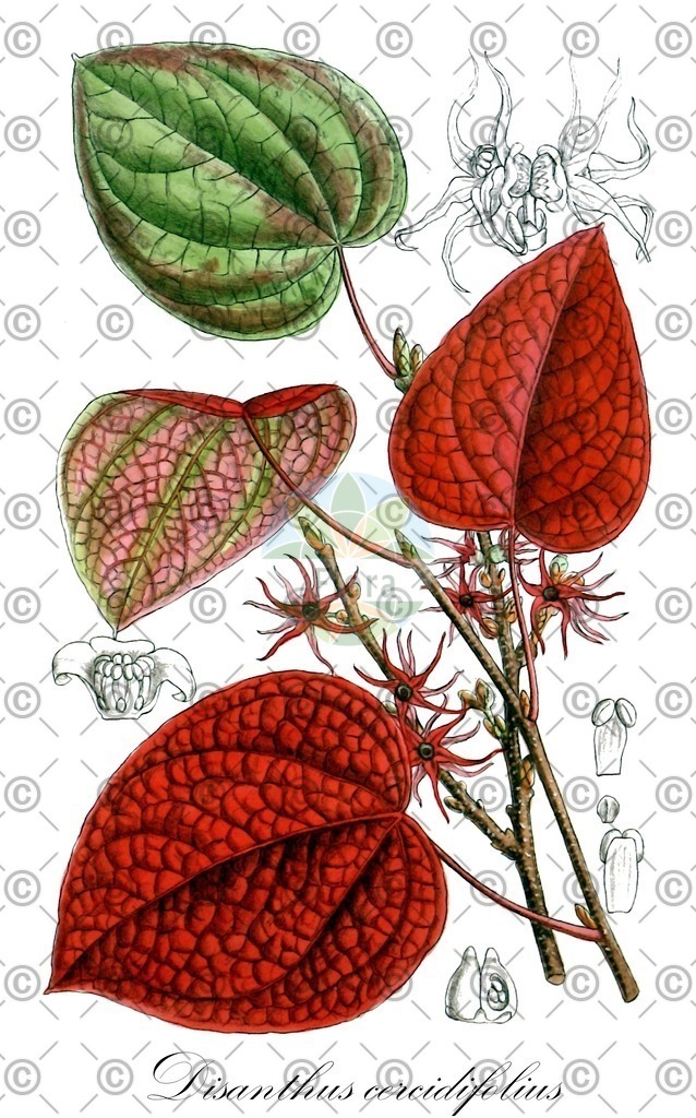 HistAbb_wfo-0001164603_1_ENZY_Simple | Historische Abbildung von Disanthus cercidifolius - Hamamelidaceae | Historical Illustration of Disanthus cercidifolius - Hamamelidaceae