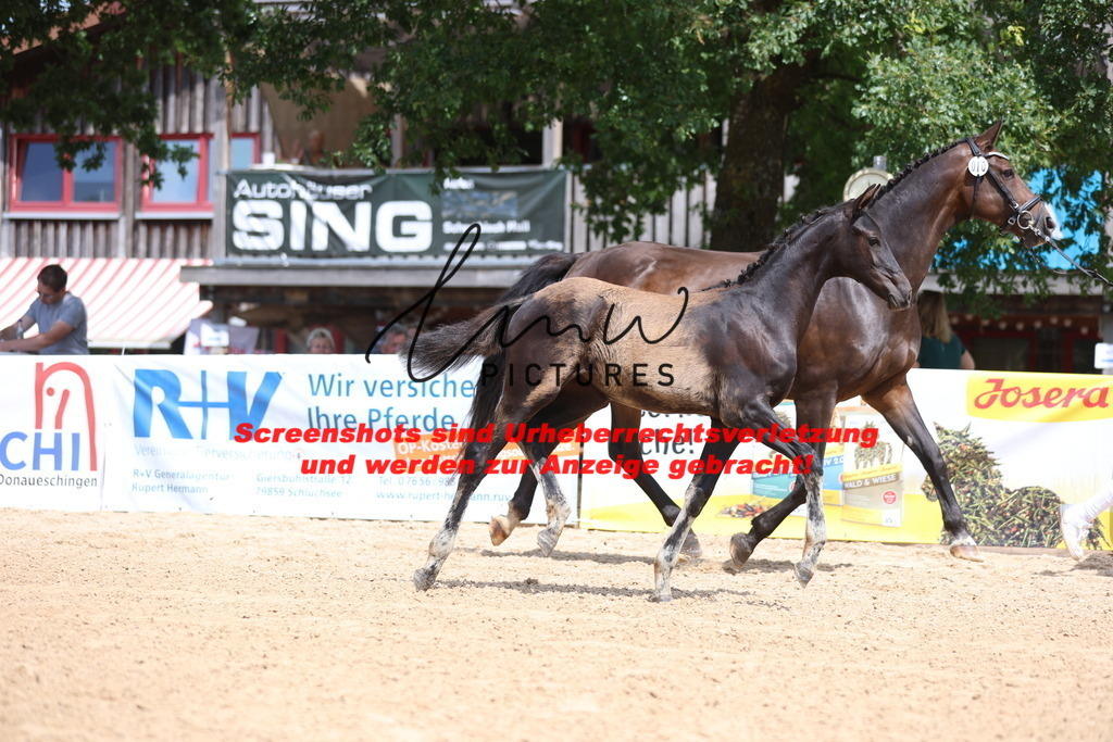 Fohlenschau_Schwäbisch_Hall_dressurbetonte_Fohlen_KN 10_4 | lmwpictures - Realisiert mit Pictrs.com