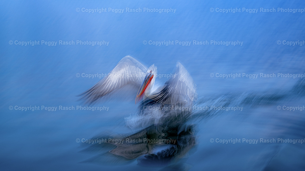 Pelikane_2024_groß next4-12 | PeggyRaschPhotography - Realisiert mit Pictrs.com