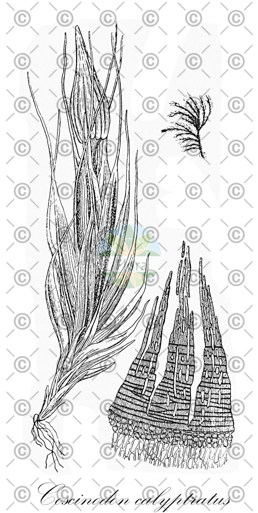 HistAbb_wfo-0001035056_1_ENZY_Simple | Historische Abbildung von Coscinodon calyptratus - Grimmiaceae | Historical Illustration of Coscinodon calyptratus - Grimmiaceae
