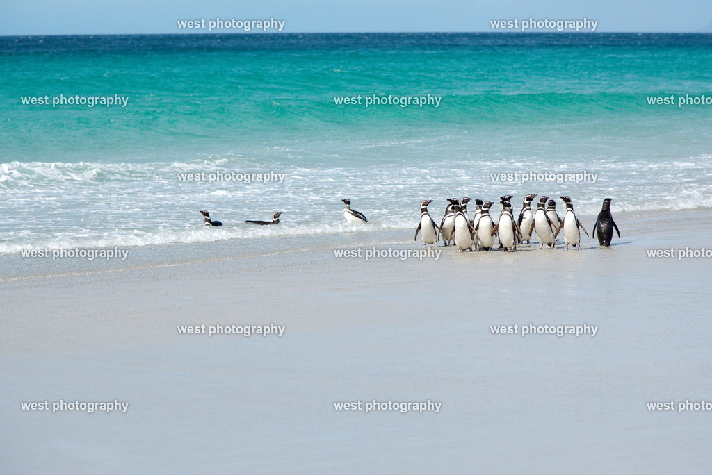 Magellan Penguin on the Beach 10 SND - FLK 2014 | west photography - Realisiert mit Pictrs.com