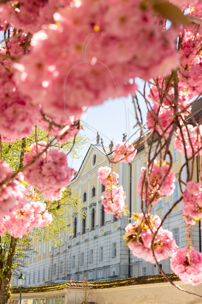 Seitenstetten_Rosa_Blueten_Mostdirn_Irmgard_Wieser-9369 | Ihre Fotografin im Lungau, ihre Fotografin im Mostviertel, Wandbilder Onlineshop, Imagefotos für Ihr Unternehmen,  - Realisiert mit Pictrs.com