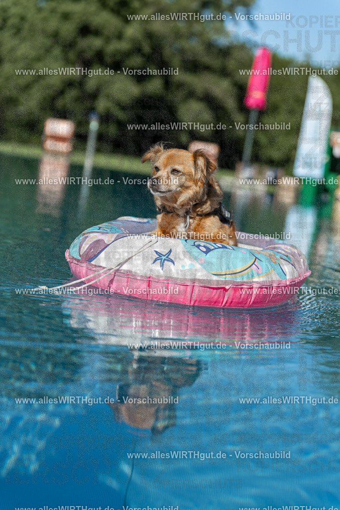 Hundeschwimmen_Volksbad_2026-allesWIRTHgut_Tierfotografie-2609061048-095858-7R509241 | Professionelle Tierfotografie in Mönchengladbach von Daniel Wirth (allesWIRTHgut). Liebevolle & natürliche Bilder von Hunden & Katzen für unvergessliche Erinnerungen.
