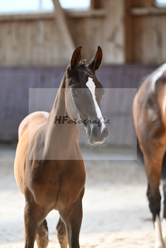 Kat-Nr. 13 SF Bon Coeur x Mochito_Zunterer_32240505 | hf-fotografie - Realisiert mit Pictrs.com
