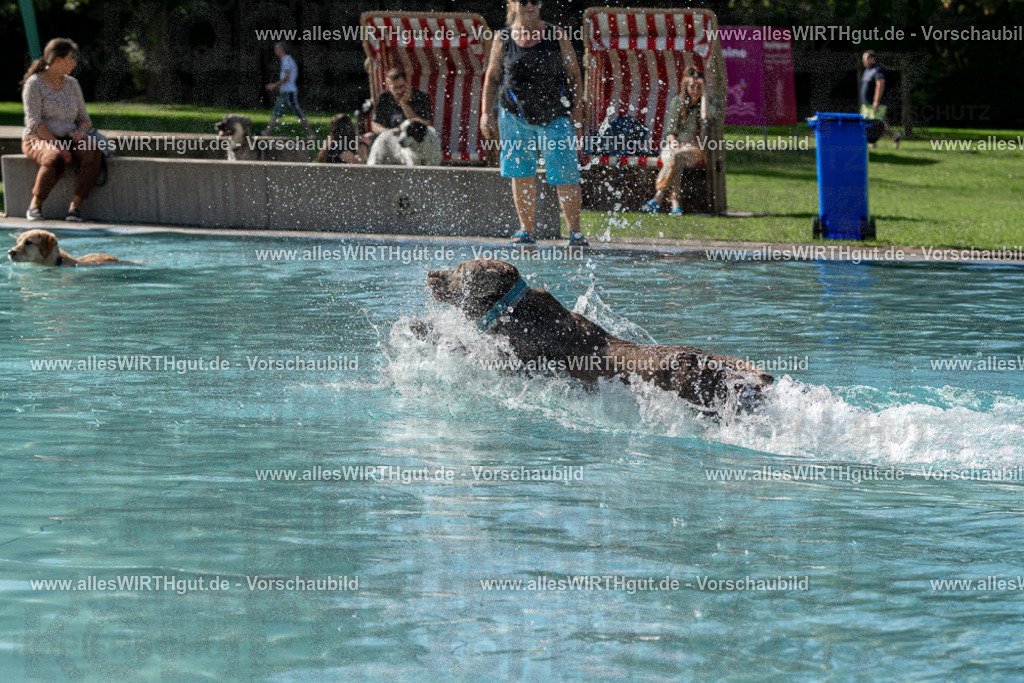 Hundeschwimmen_Volksbad_2026-allesWIRTHgut_Tierfotografie-2609061534-FAY07288 | Professionelle Tierfotografie in Mönchengladbach von Daniel Wirth (allesWIRTHgut). Liebevolle & natürliche Bilder von Hunden & Katzen für unvergessliche Erinnerungen.