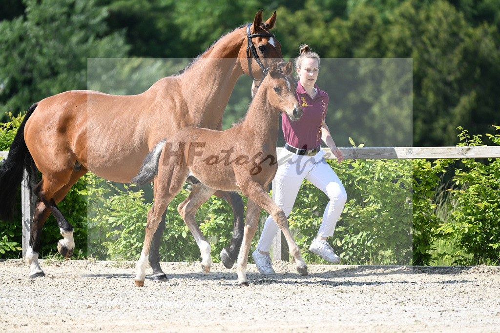 Kat-Nr. 5 HF Esmeraldo_Haarmann_15230052 | hf-fotografie - Realizzato con Pictrs.com