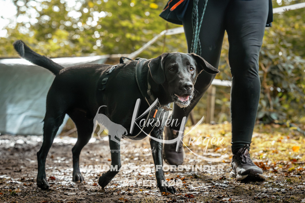 1456DZ6_3984Z6 | kk-dogfotos