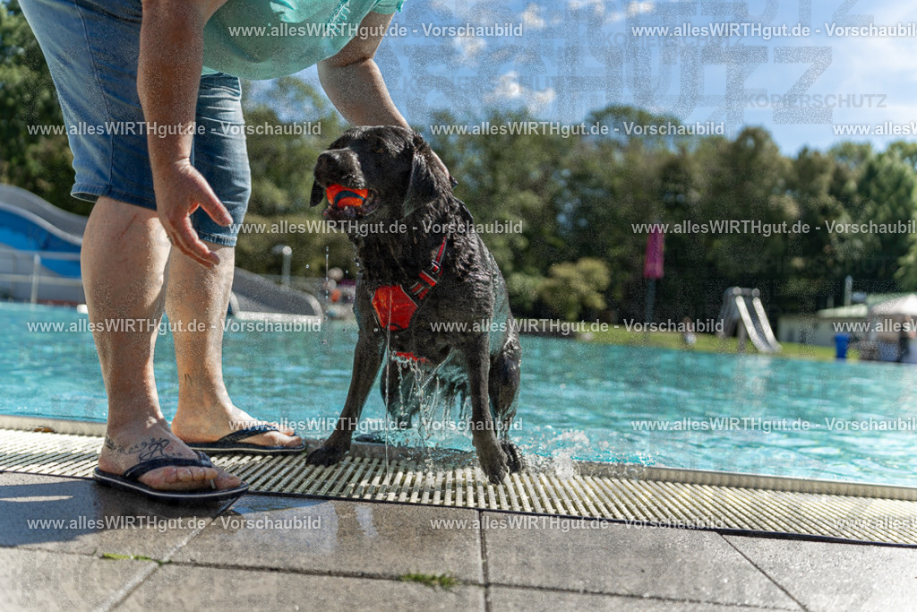 Hundeschwimmen_Volksbad_2026-allesWIRTHgut_Tierfotografie-2609061240-115004-7R500110 | Professionelle Tierfotografie in Mönchengladbach von Daniel Wirth (allesWIRTHgut). Liebevolle & natürliche Bilder von Hunden & Katzen für unvergessliche Erinnerungen.