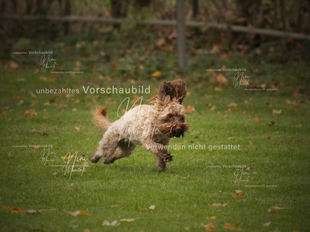 _16A0576-1 | Einzigartige Fotos von Hunden & Menschen –Actionfotos, Portraits, Vereinsaufnahmen & Paarshootings – authentisch, lebendig & mit Herz.