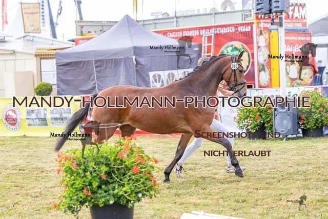 DR (341 von 2698) | mandyhollmannphotographie