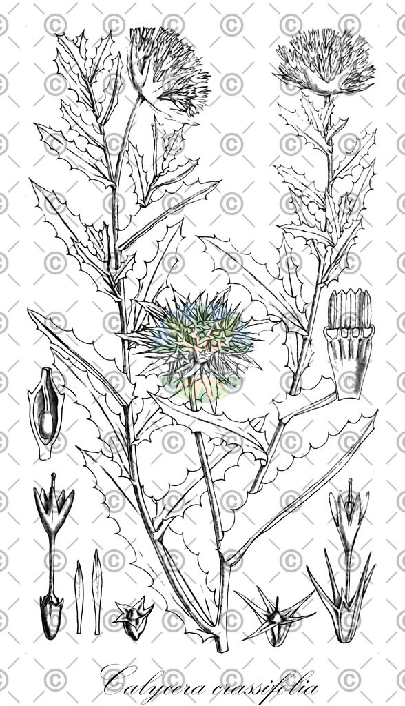 HistAbb_wfo-0001298678_1_ENZY_Simple | Historische Abbildung von Calycera crassifolia - Calyceraceae | Historical Illustration of Calycera crassifolia - Calyceraceae