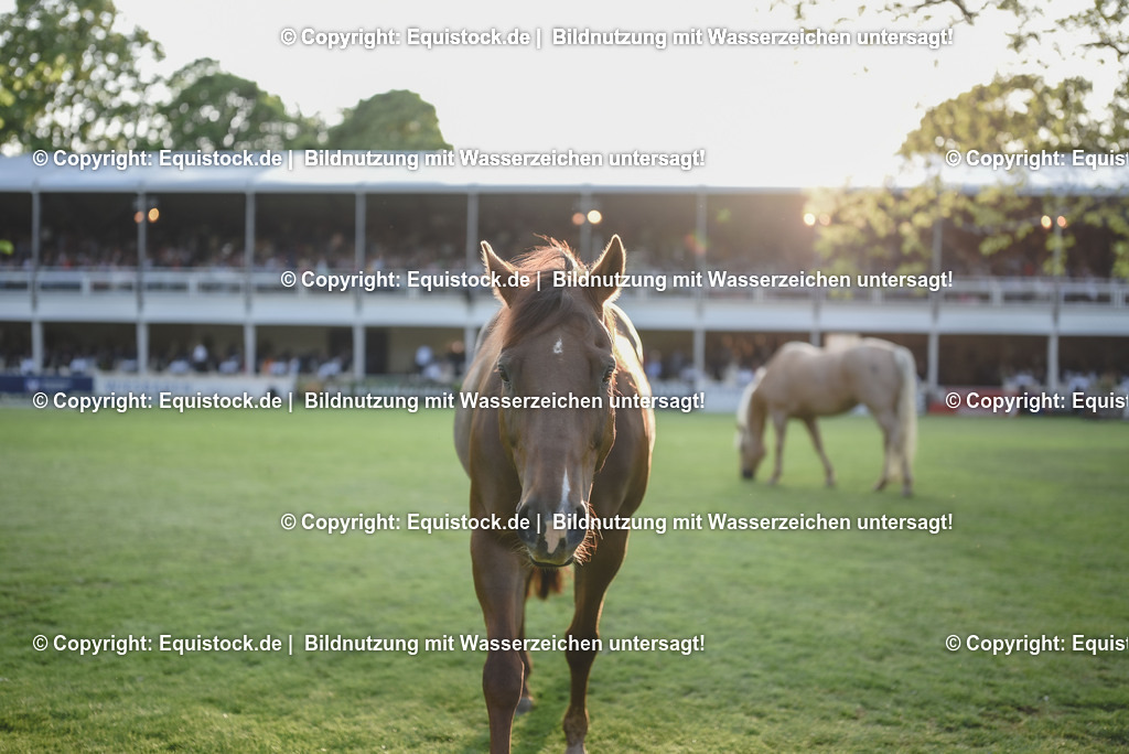 20230526_Impressionen_0338 | equistock