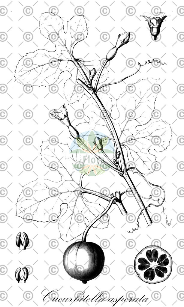 HistAbb_wfo-0000629224_1_ENZY_Simple | Historische Abbildung von Cucurbitella asperata - Cucurbitaceae | Historical Illustration of Cucurbitella asperata - Cucurbitaceae