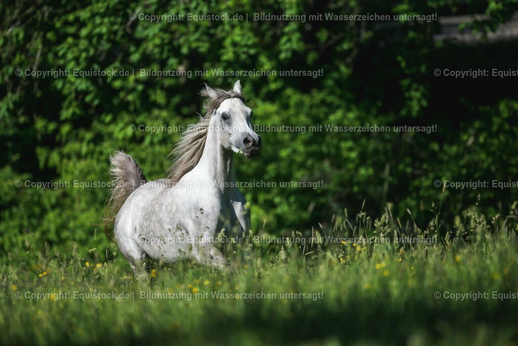 20210617_Araber_Marbach_Koppel_0069 | Foto: Thomas Hartig
