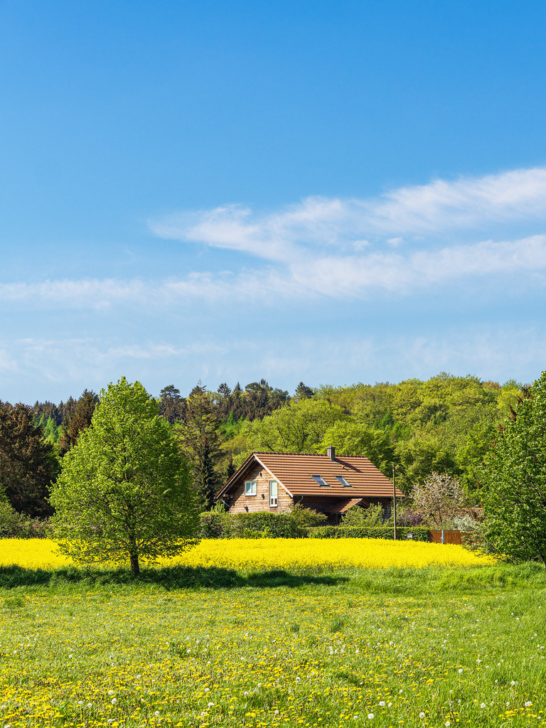 Rapsfeld mit Bäumen und Wiese bei Parkentin | Rapsfeld mit Bäumen und Wiese bei Parkentin.