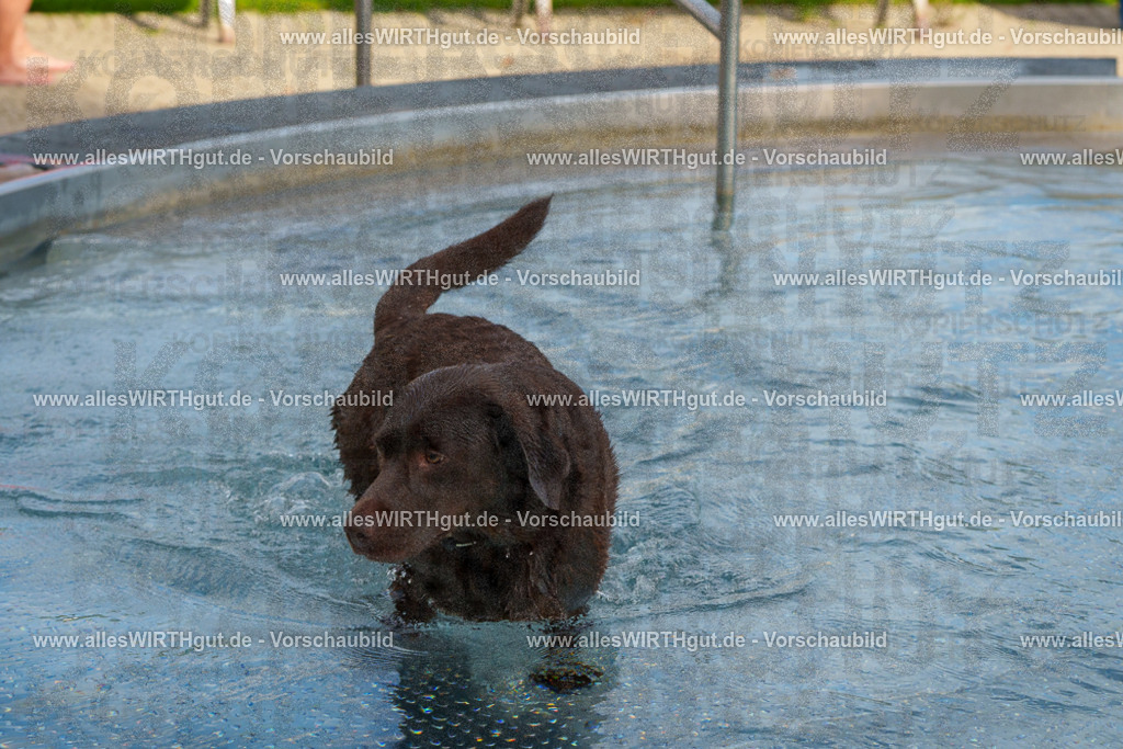 Hundeschwimmen_Grefrath_2026-allesWIRTHgut_Tierfotografie-09_28-FAY07609 | Professionelle Tierfotografie in Mönchengladbach von Daniel Wirth (allesWIRTHgut). Liebevolle & natürliche Bilder von Hunden & Katzen für unvergessliche Erinnerungen.