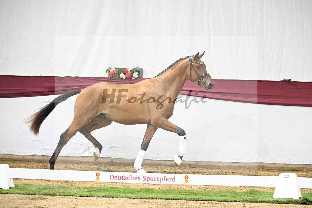 Kat-Nr. 20 Fanegro x Rotspon_Nicole Mehrmann_47250595 | hf-fotografie - Realisiert mit Pictrs.com