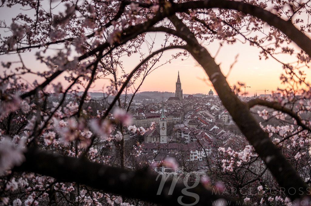cherry blossom in front of the oldtown of Bern | Die ideale Geschenkidee für Naturliebhaber. Naturbilder von Marcel Gross Photography für ihr Zuhause in den verschiedensten Formaten und Materialien. - Realisiert mit Pictrs.com