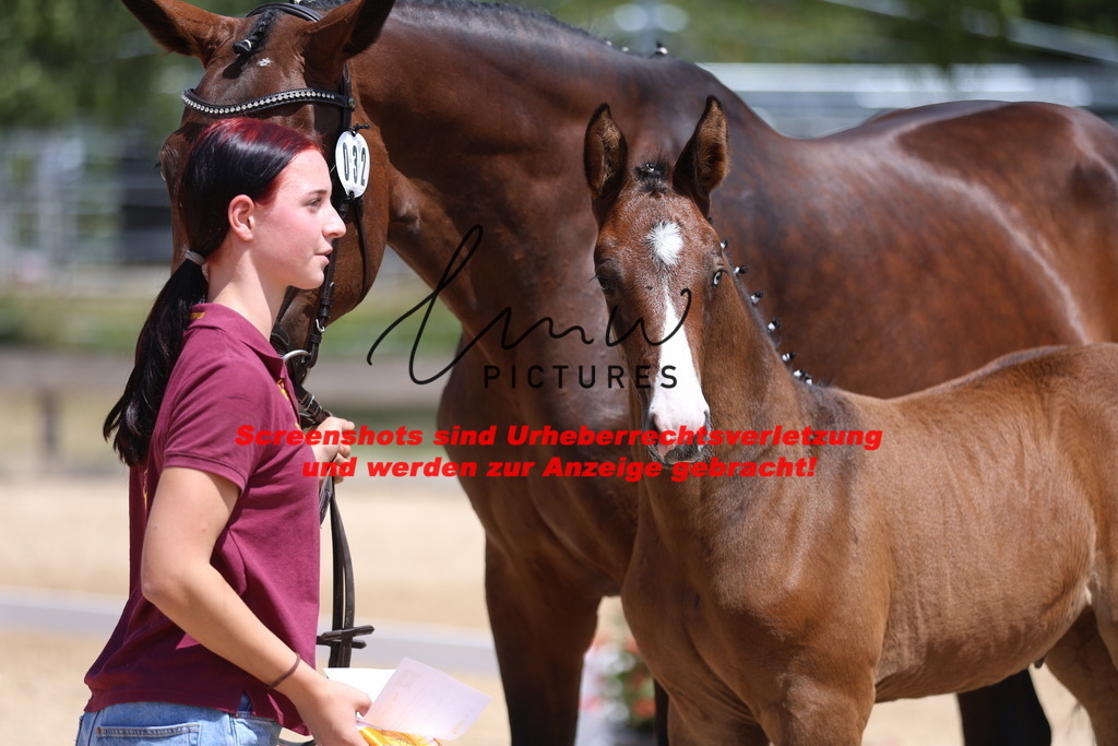 Fohlenschau_Schwäbisch_Hall_springbetonte_Fohlen_KN 32_26 | lmwpictures - Realisiert mit Pictrs.com