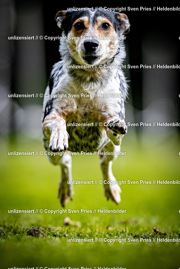 Sven Pries | 2025-10-03 - Hunderennen Obergrombach - Realisiert mit Pictrs.com