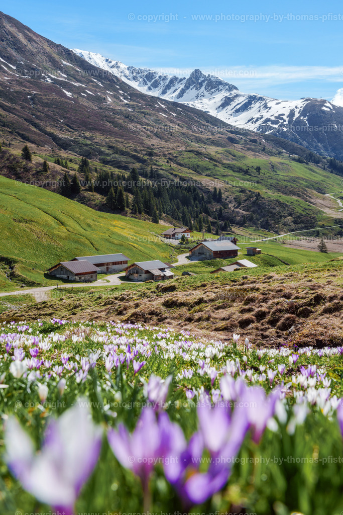 Krokusse Tux Hobalm copyright  Thomas Pfister-1 | PHOTOGRAPHY BY THOMAS PFISTER