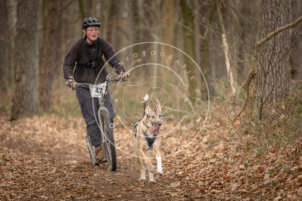 Pfotenfotografie_DV3A0839 | Hundefotografie, Tierfotograf, Pfotenfotografie, Fotoshooting Hund, Hunde Portrait, Hundesport, Hundeportraits, Heideshooting, Hunde, Sportfotograf, Hundefotograf, Turnierhundsport, THS,  - Realisiert mit Pictrs.com