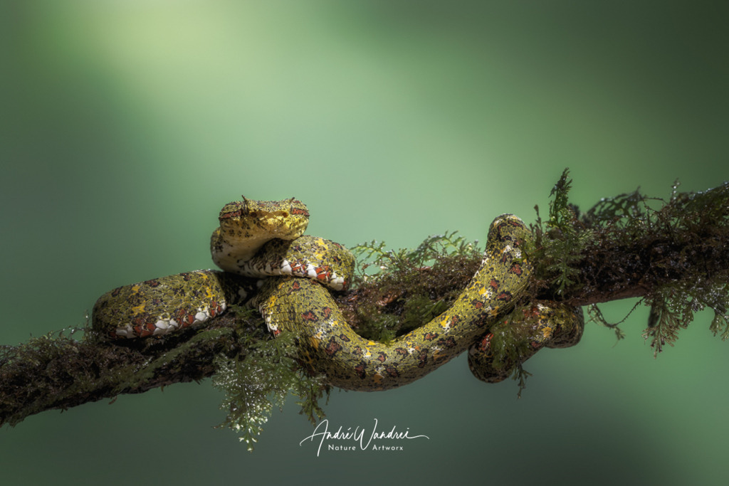 Getarnt im Dschungel | Andre Wandrei - Nature Artworx - Realisiert mit Pictrs.com