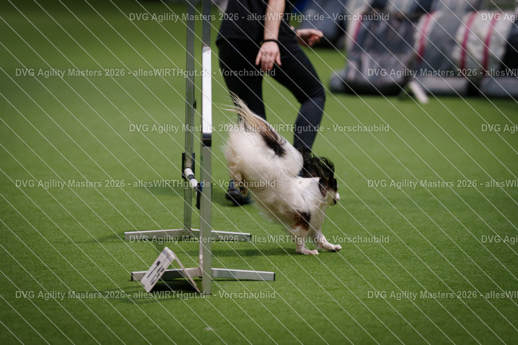 allesWIRTHgut_Tierfotografie-DVG_Agility_Masters_2026-13_58-7R500337 | Professionelle Tierfotografie in Mönchengladbach von Daniel Wirth (allesWIRTHgut). Liebevolle & natürliche Bilder von Hunden & Katzen für unvergessliche Erinnerungen.