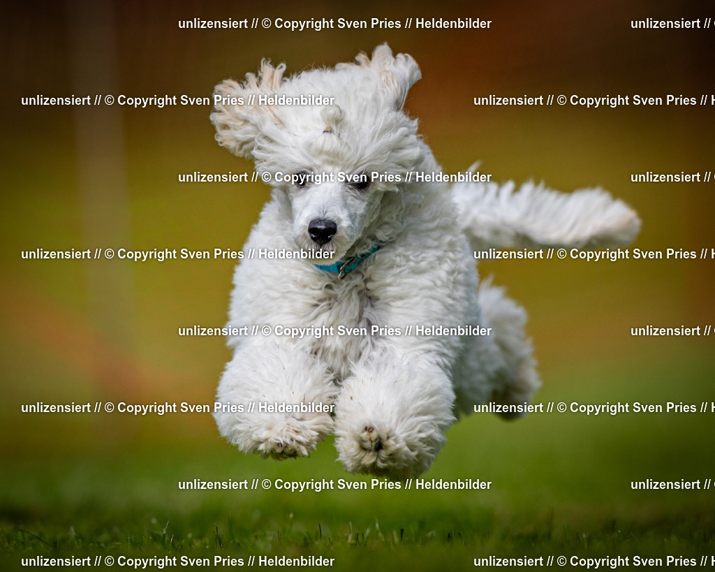 Sven Pries | 2024-09-22 - Hunderennen Baden-BadenPudelverein - Realisiert mit Pictrs.com