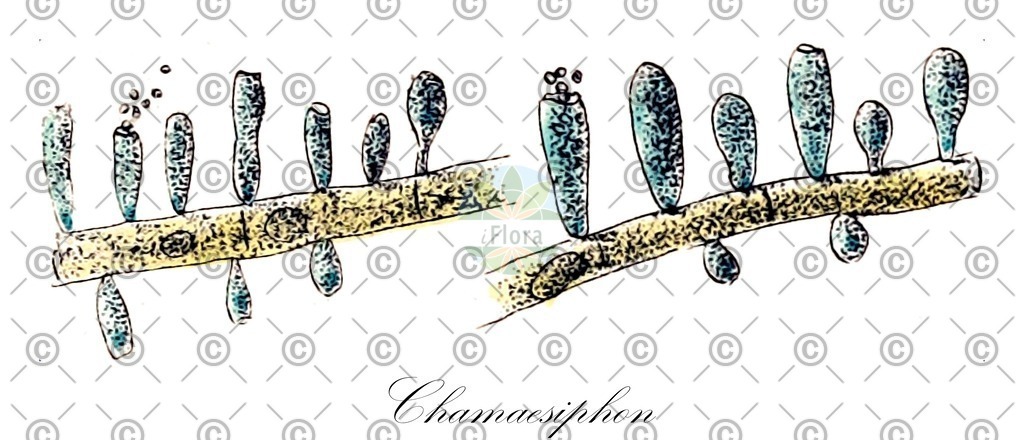 HistAbb_wfo-0000839978_1_ENZY_Simple | Historische Abbildung von Chamaesiphon - Chamaesiphonaceae (0) | Historical Illustration of Chamaesiphon - Chamaesiphonaceae (0)