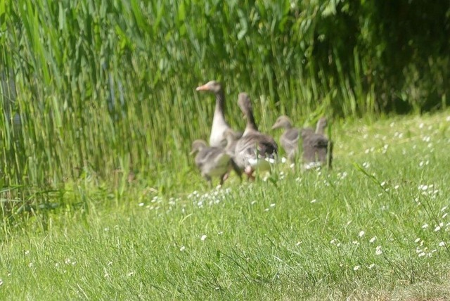 Graugänse (4)VSB | Verkauf von Fotos und  Videoclips zumThema Natur.Motive sind Pflanzen, Tiere, Landschaftenund Wetter - Realisiert mit Pictrs.com